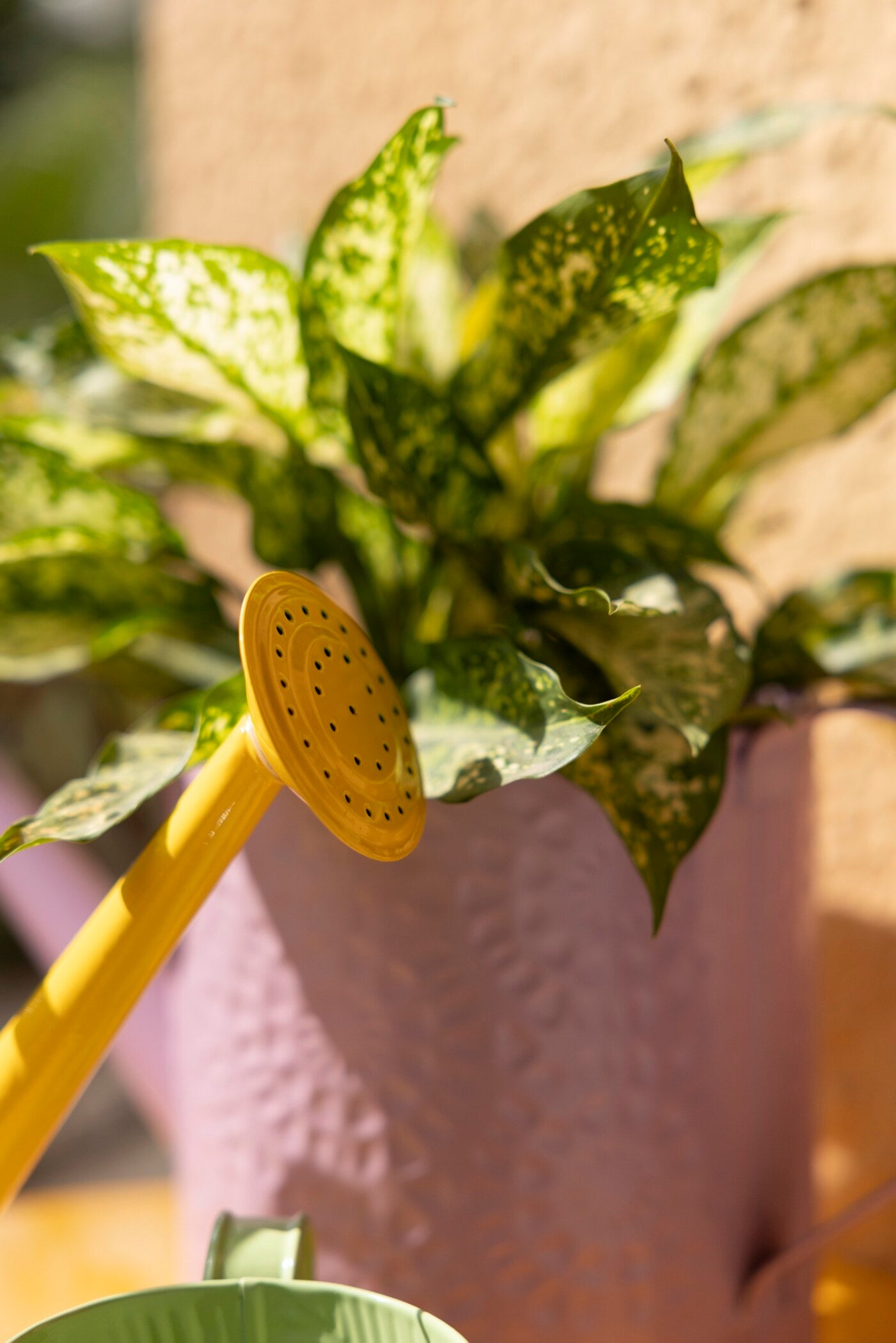 Spring Dance Printed Watering Can