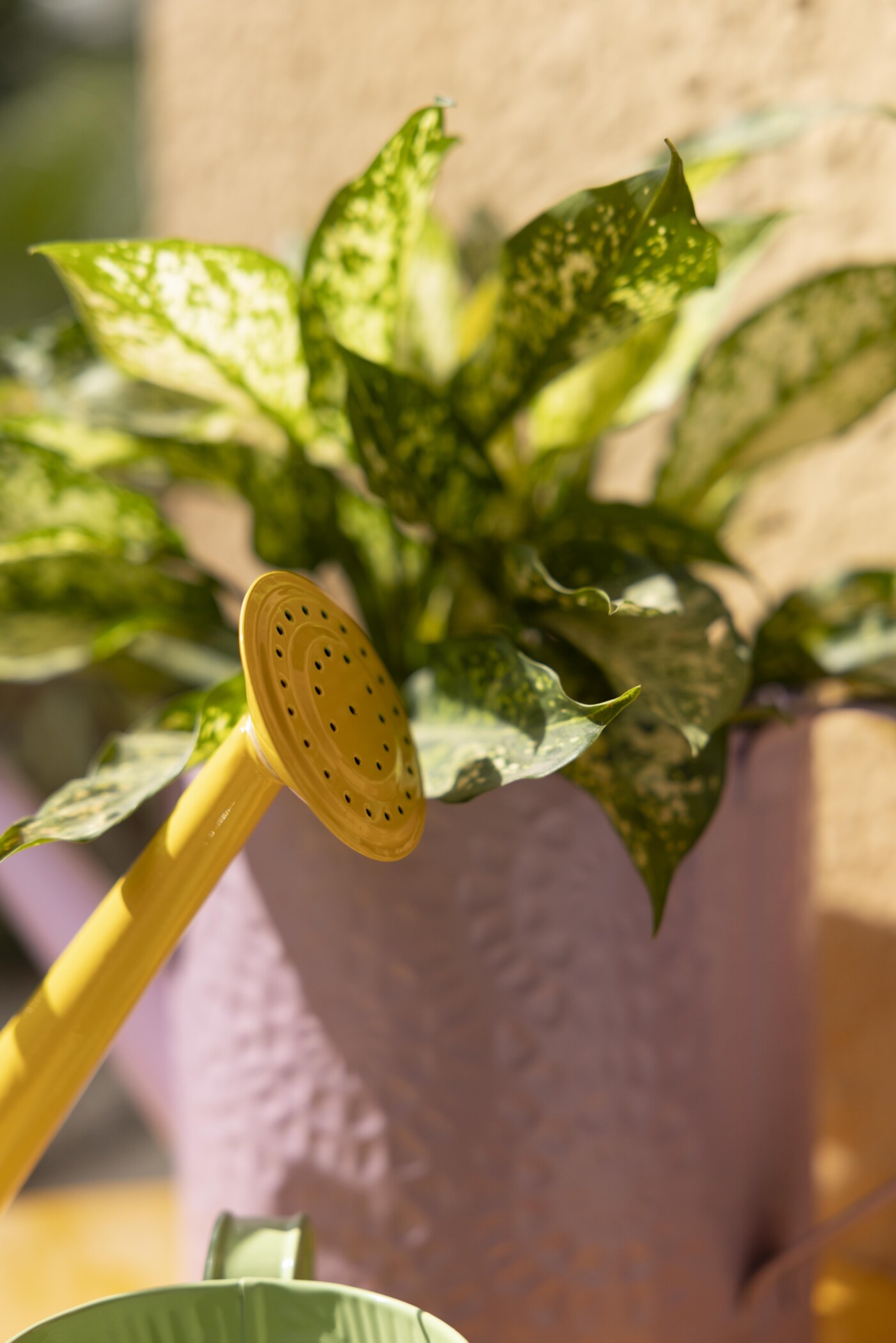 Spring Dance Printed Watering Can - Image 13